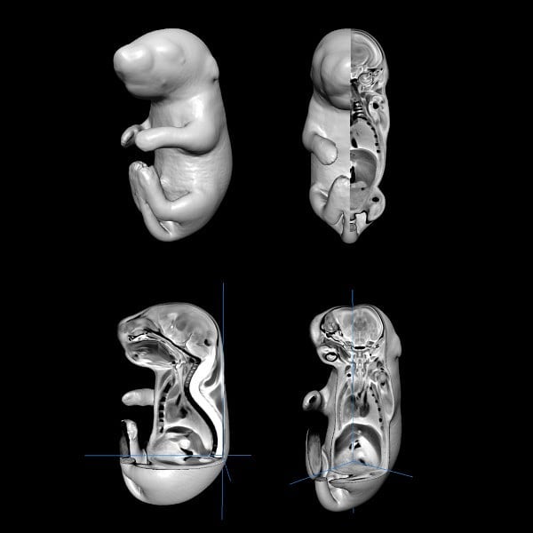 How does a pregnant mother’s health impact her babies growth? To study the influence of the mother's immune system on the brain development of mice, this research team used advanced Magnetic Resonance Imaging (MRI) methods to create this 3D reconstruction of a mouse embryo. The image shows impressive details of the tiny brain, which is much smaller than an adult human brain! Image by Elisa Guma from @mcgillu @ipnmcgill